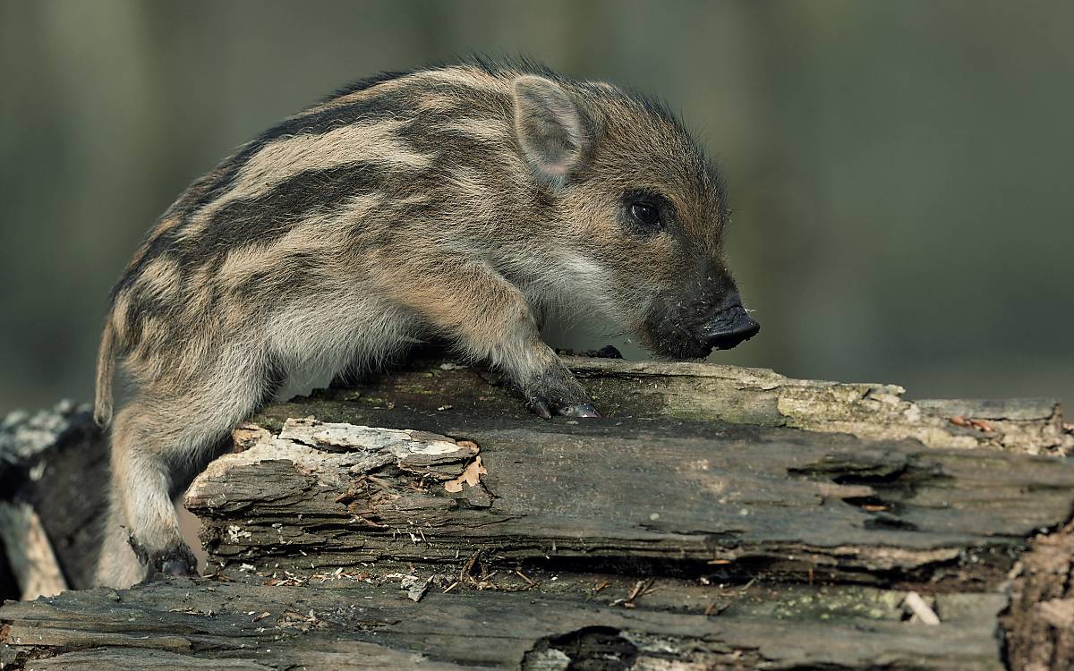 Frischling Wildschwein