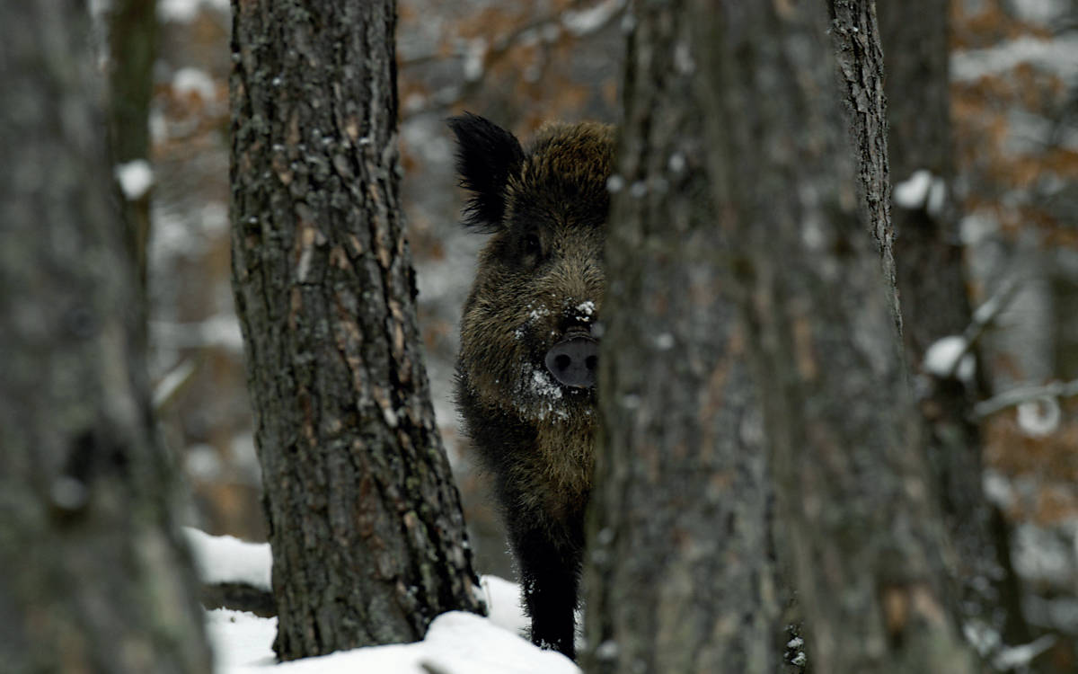 steckbrief_wildschwein_fullscreenheader_2