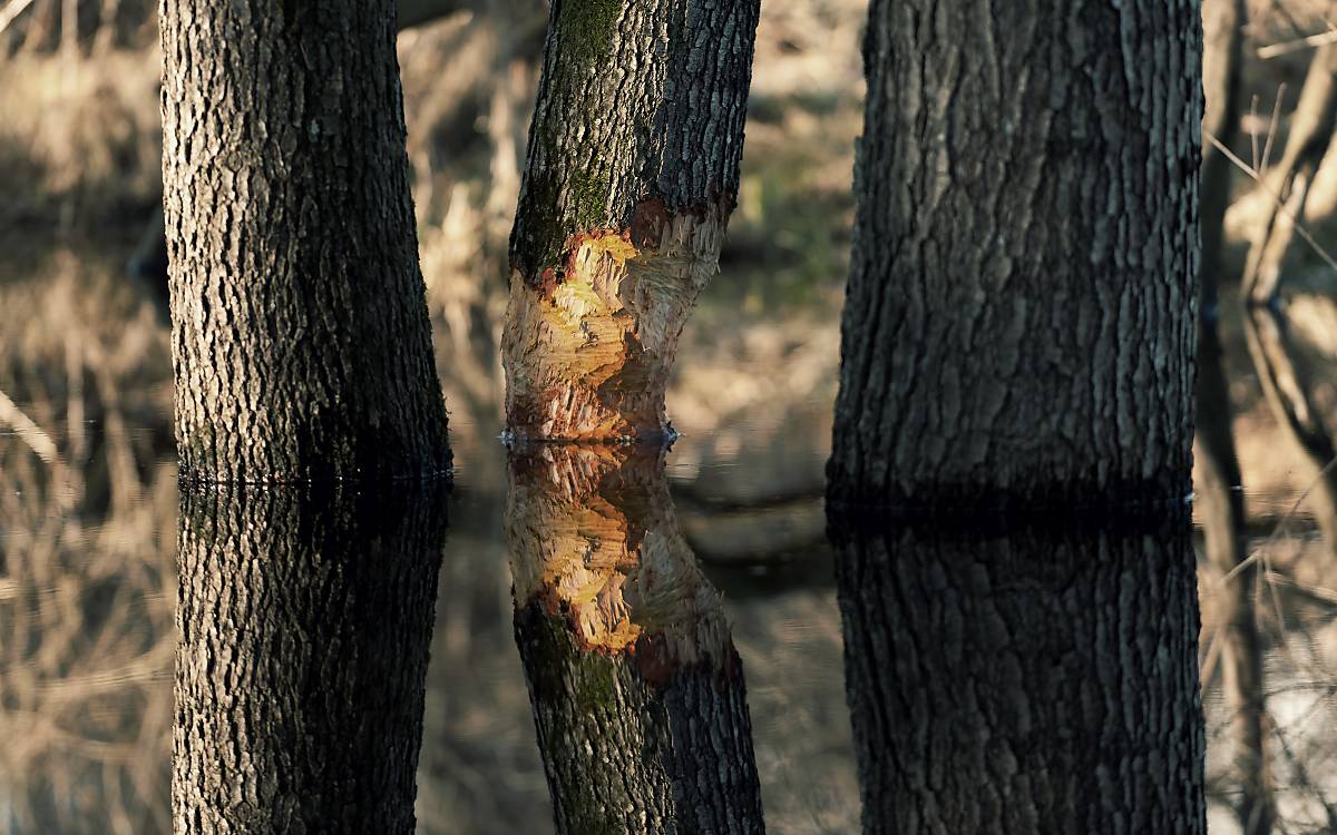 Baumstämme, vom Biber angenagt.
Fotoquelle: ArcoImages / Copyright 2014 by Kutschenreiter