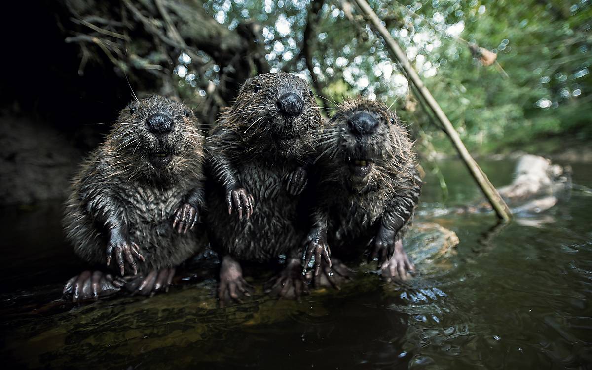 Biberfamilie
Fotoquelle: ArcoImages / Copyright 2014 by Kutschenreiter