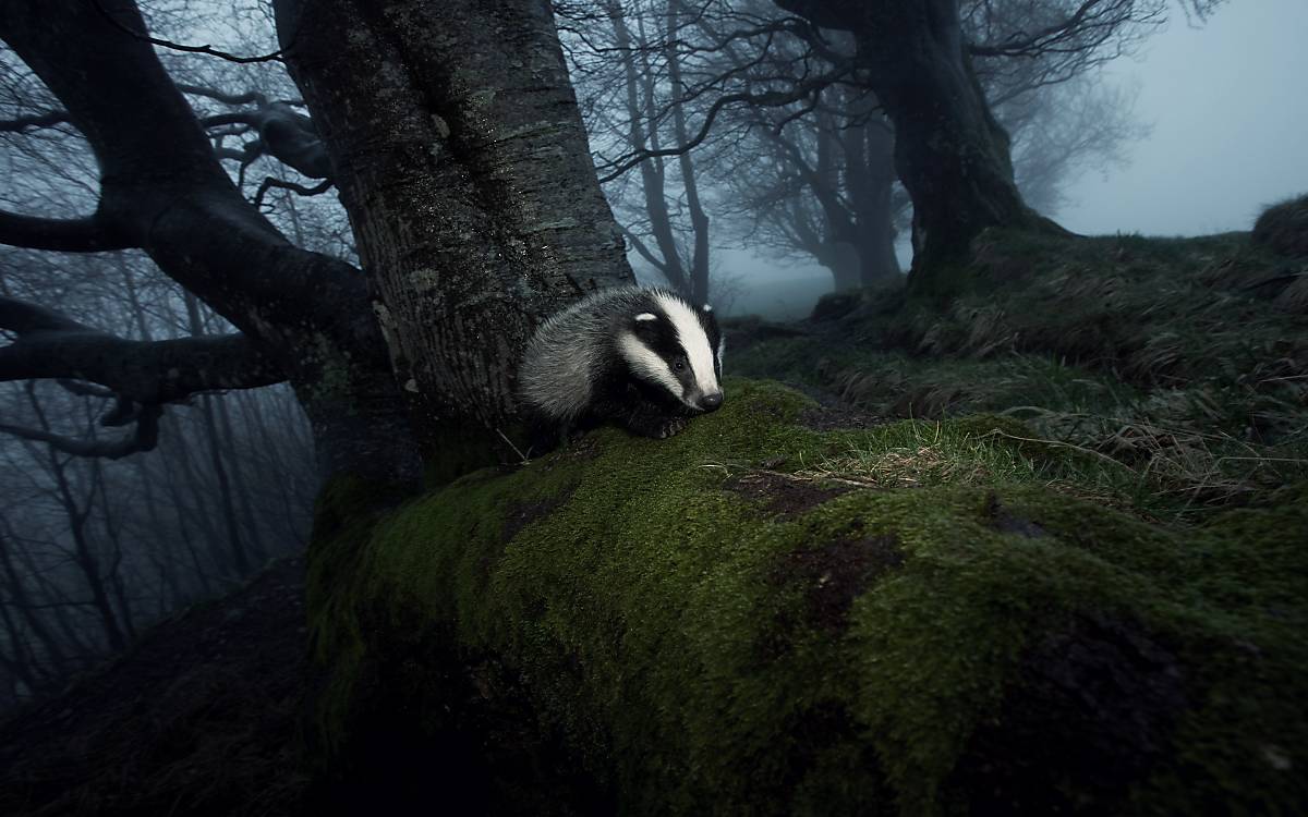 Fühlt sich der Dachs bedroht, brummt er. Der Ruf während der Ranz ähnelt einem menschlichen Schrei.
Fotoquelle: ArcoImages / Klaus Echle / naturepl.com