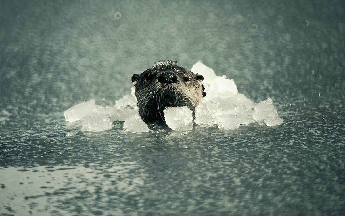 Fischotter können unter Wasser nicht atmen.  Sie können aber minutenlag unter Wasser bleiben.