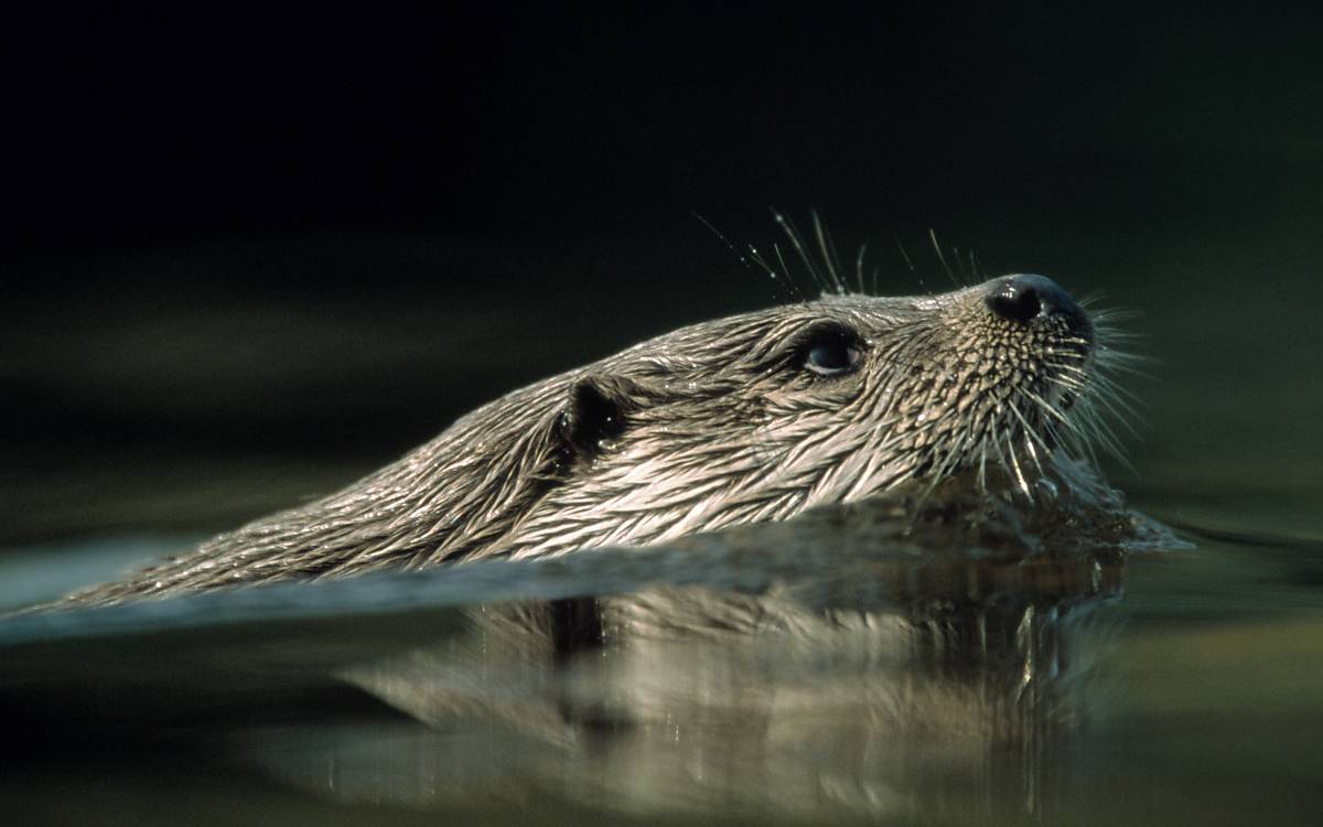 Unter Wasser werden die Ohren und Nasenlöcher verschlossen, so dass beim Tauchen kein Wasser eindringen kann.