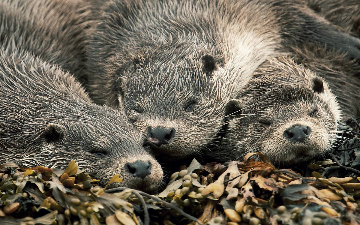 Fischotterjunge bleiben bis zum nächsten Wurf bei ihrer Mutter.