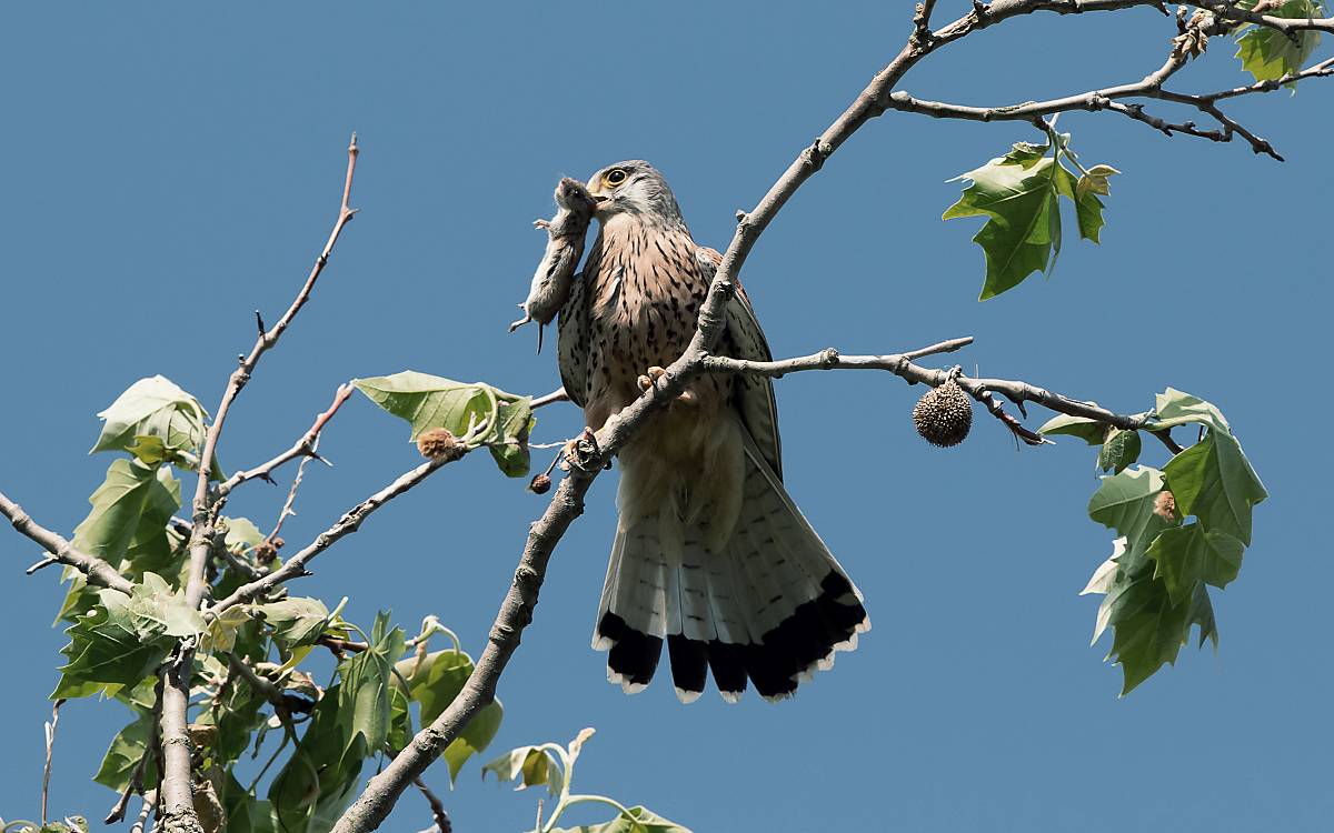 Feldmäuse sind eines der wichtigsten Beutetiere für Greifvögel.