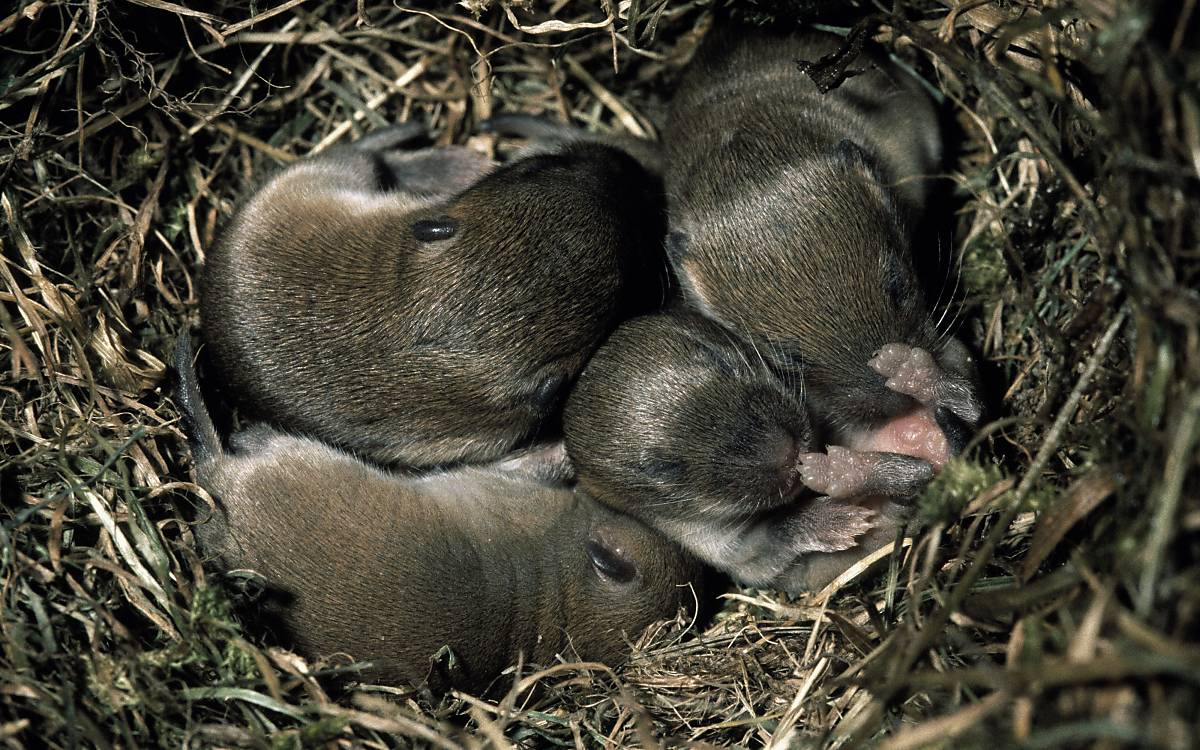 Das Weibchen bringt 3 bis 8 Jungen zur Welt.