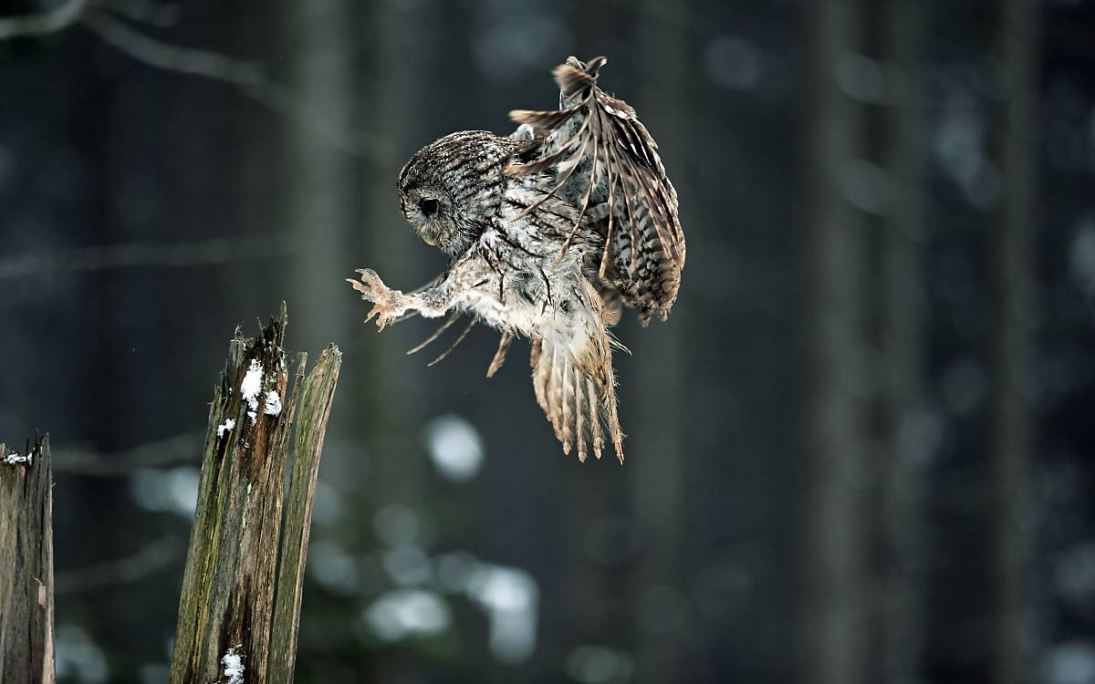 Waldkauze verfügen über sehr scharfe Krallen.