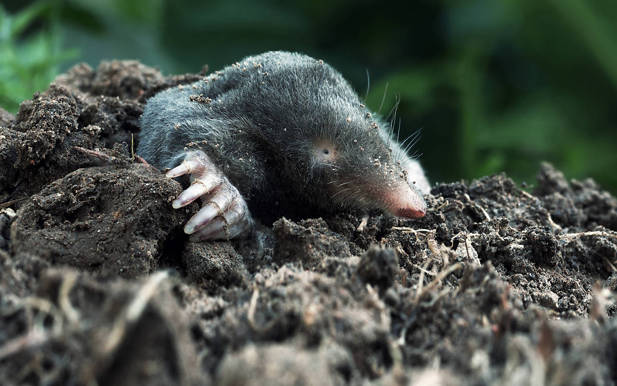 fullscreenheader_maulwurf_4000x2500_2