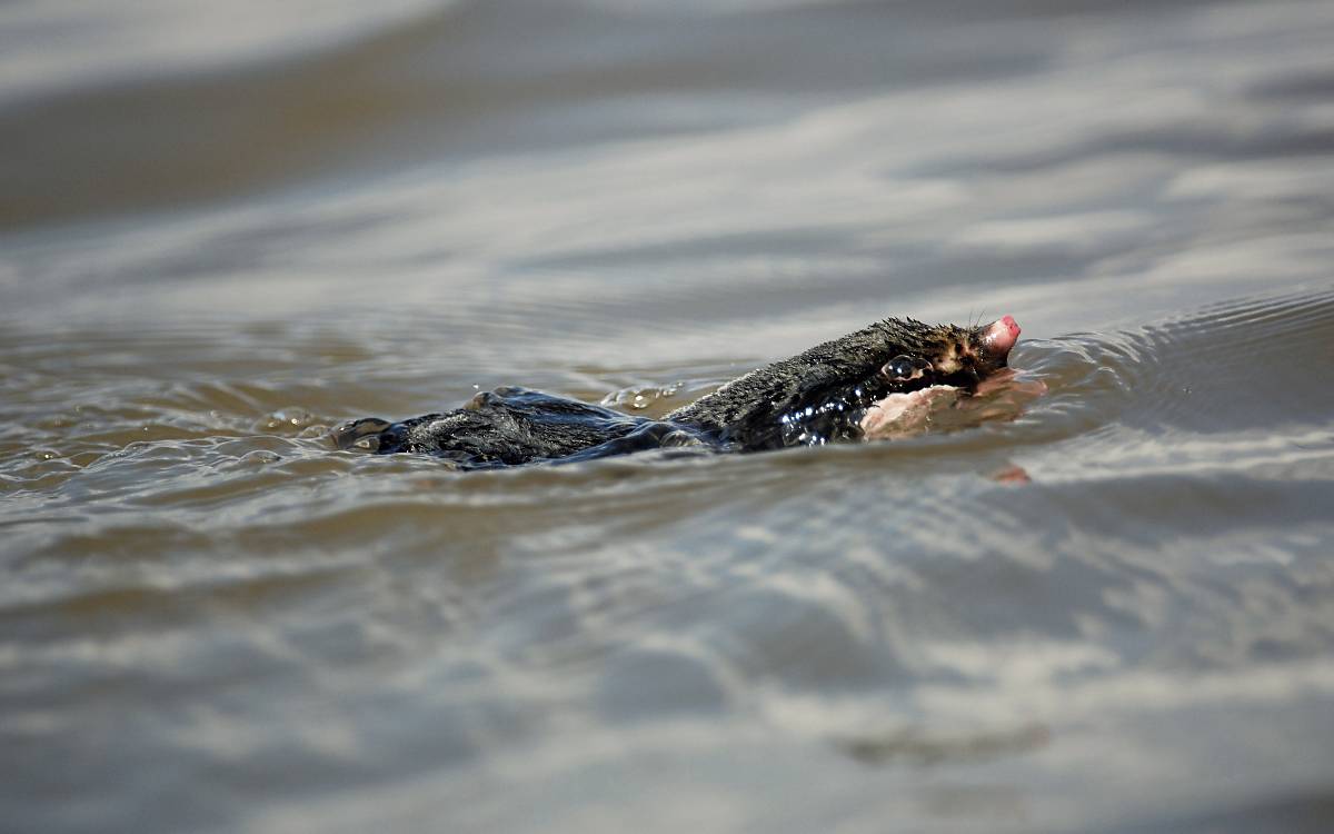 Maulwürfe können gut schwimmen, meiden aber Kontakt zu Wasser.