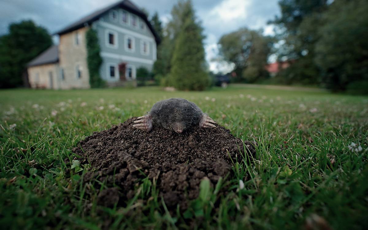 In den Maulwurfröhren ist der Sauerstoffgehalt 6–8 % geringer als im Freien und der Kohlendioxidanteil um das 10–50fache erhöht. Die Lungen des Maulwurfes sind daher stark vergrößert (ca. 1/5 des Körpergewichts) und sein Blut ist mit besonders vielen roten Blutkörperchen (Hämoglobin) angereichert.