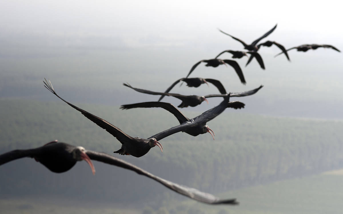 Waldrappe fliegen in V-Formation