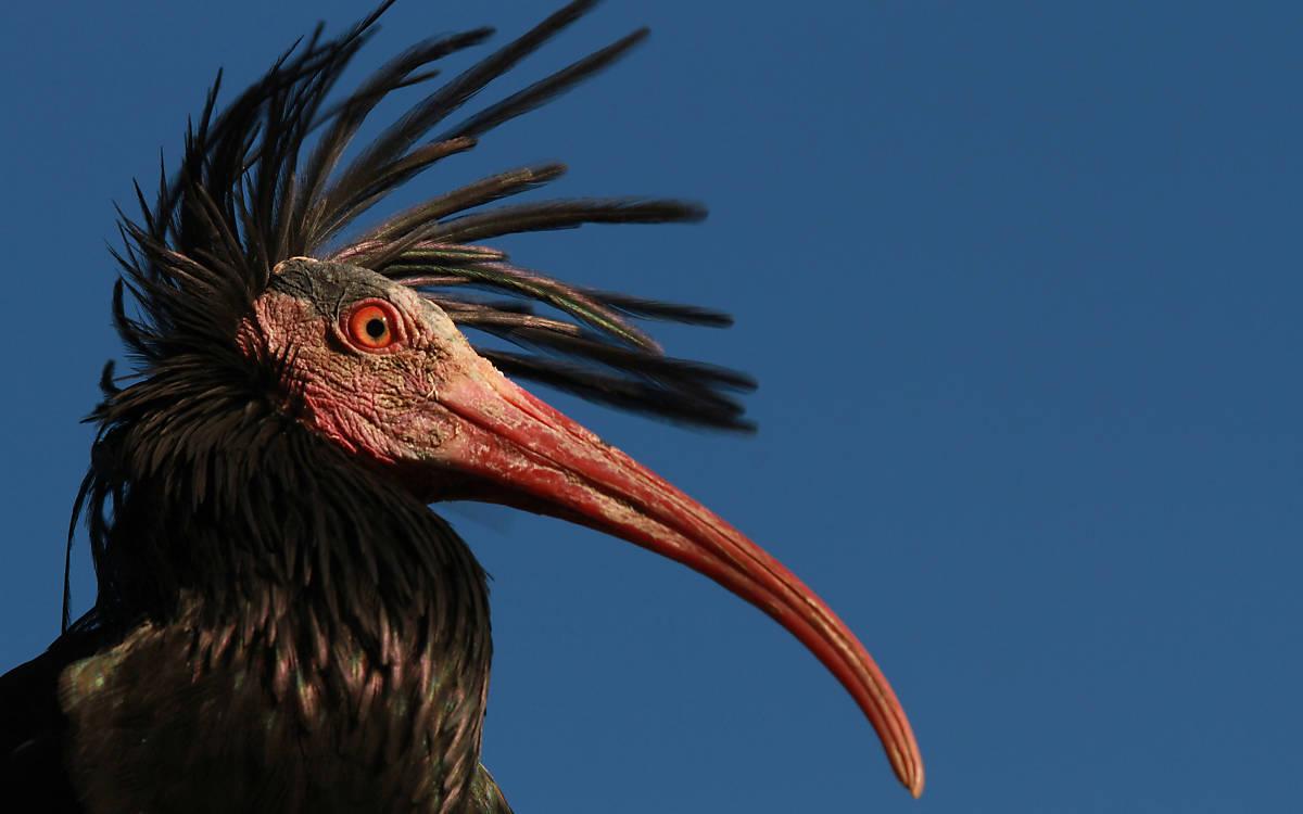 Waldrapp mit aufgerichtetem Schopfgefieder