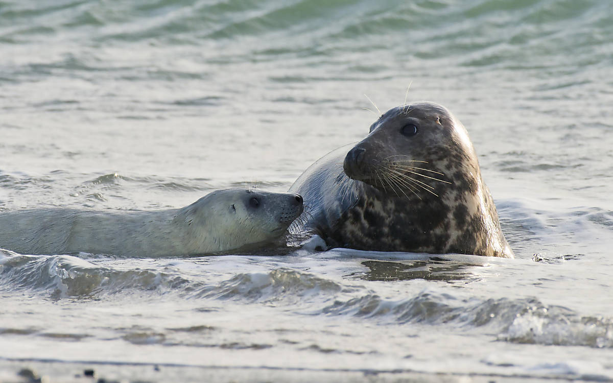 kegelrobbe_header_desktop1