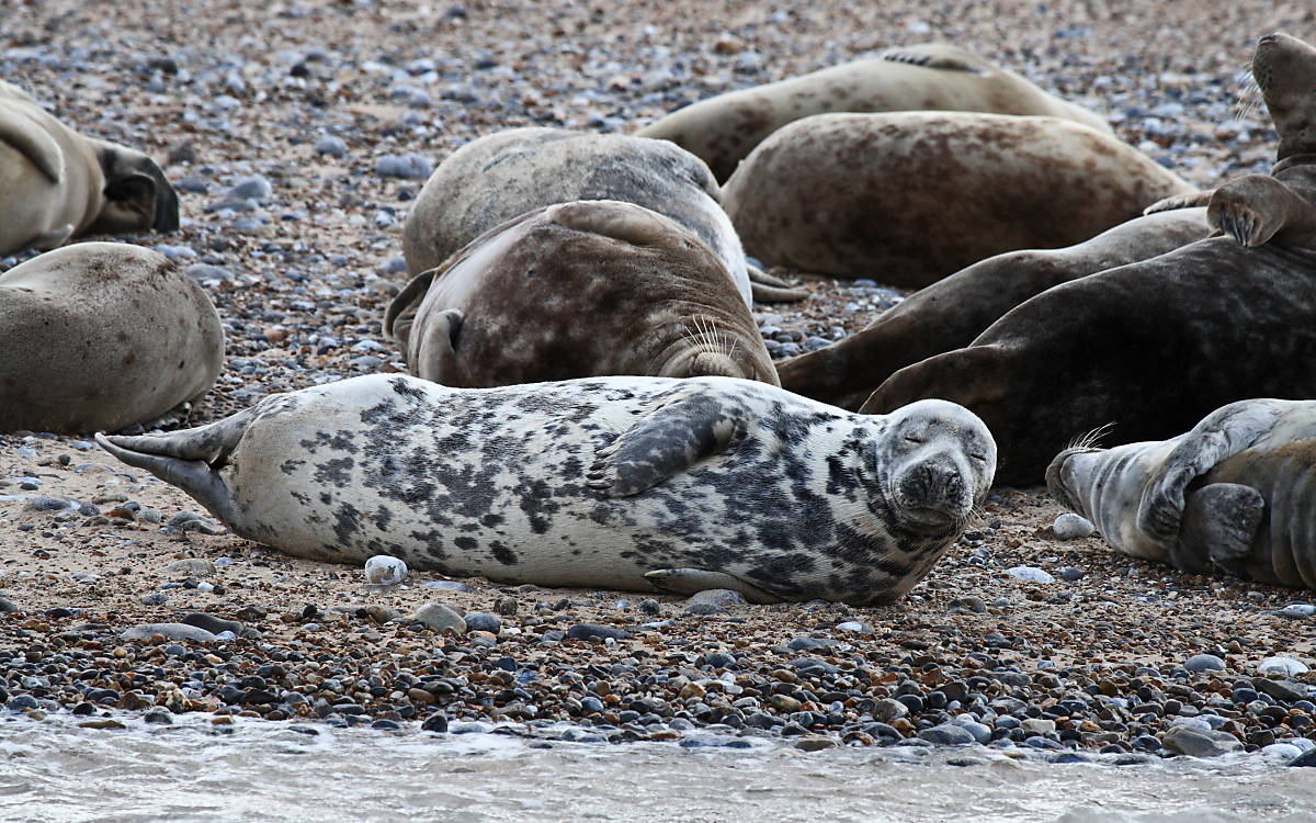 Kegelrobbenweibchen dösen am Strand © M. Rose/Shutterstock