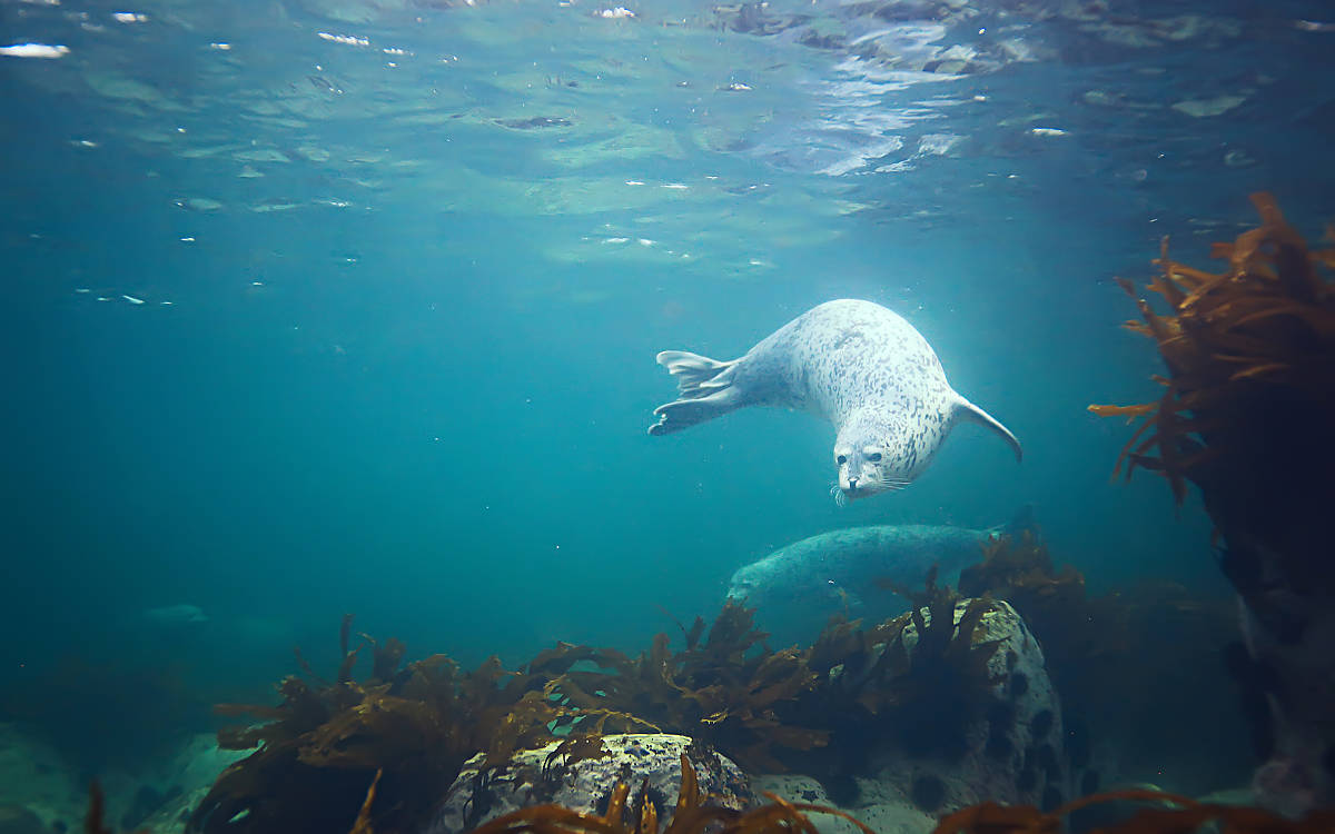 Robbenunterwasserfoto in der wilden Natur,
© Kichigin/Shutterstock