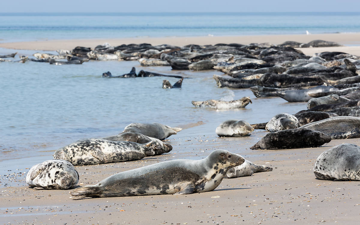 Kegelrobben am Strand auf Helgoland
© T.W. van Urk/Shutterstock