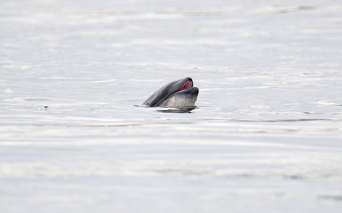 Ein Schweinswal holt Luft an der Wasseroberfläche.