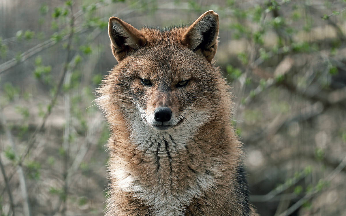 Ein Goldschakal schaut direkt in die Kamera. Typisch für den Goldschakal ist das weiße Fell an Schnauze und Kehle.