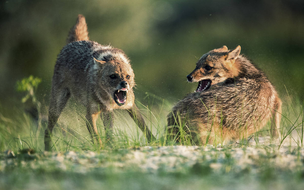 Zwei Goldschale bekämpfen sich. Drohgebärden verhindern meistens einen erbitterten Kampf.