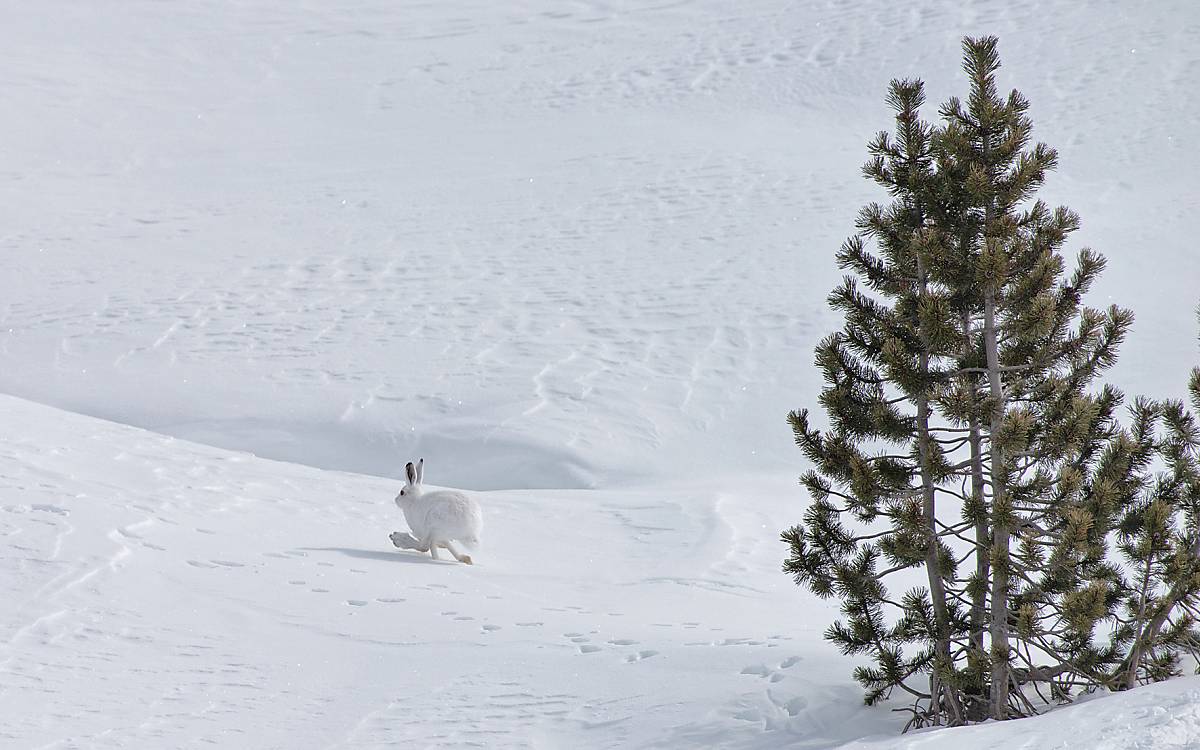 Alpenschneehase hoppelt über Schneefläche
Fotoquelle: Rolf Giger