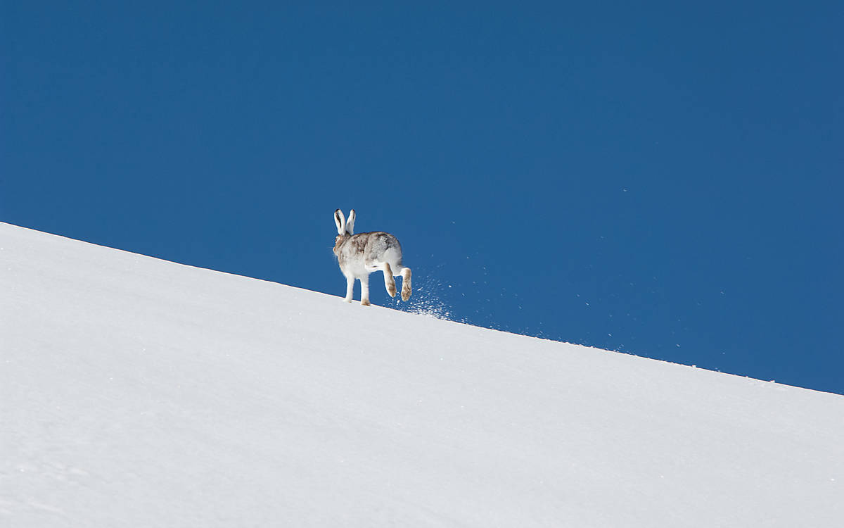 Alpenschneehase auf der Flucht
Fotoquelle: Rolf Giger