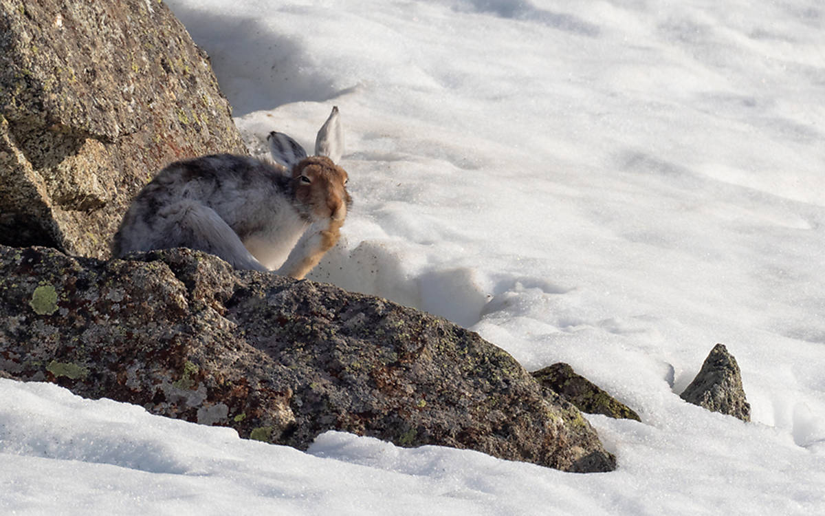 Alpenschneehase im Fellwechsel Fotoquelle: Rolf Giger