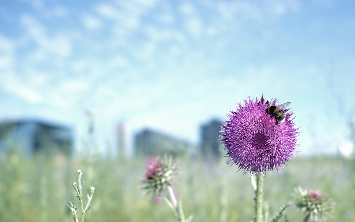 Wildbienen Projekt Berlin