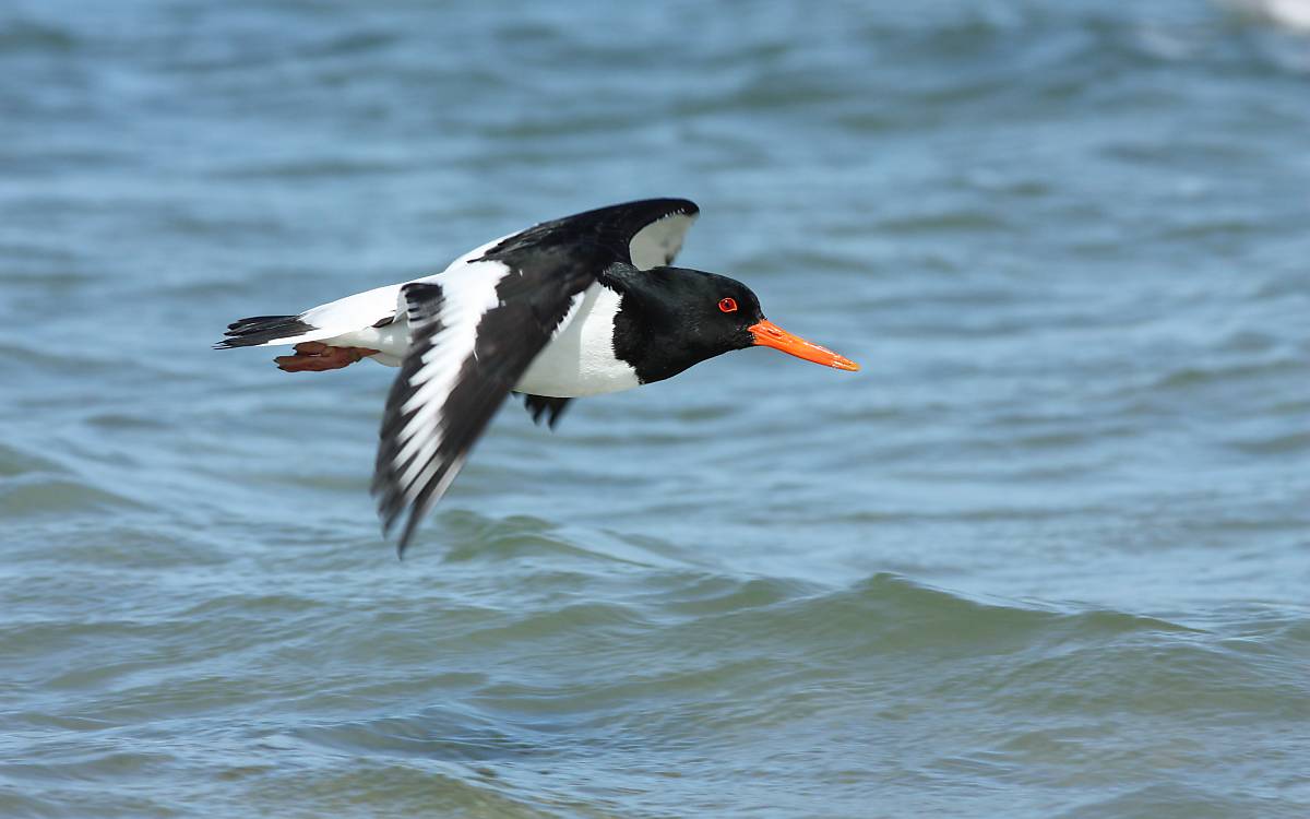 Austernfischer fliegend vor Helgoland