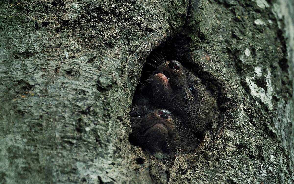 bewohner-von-schwarzspecht-hoehlen_baummarder-schwarzspechthoehle