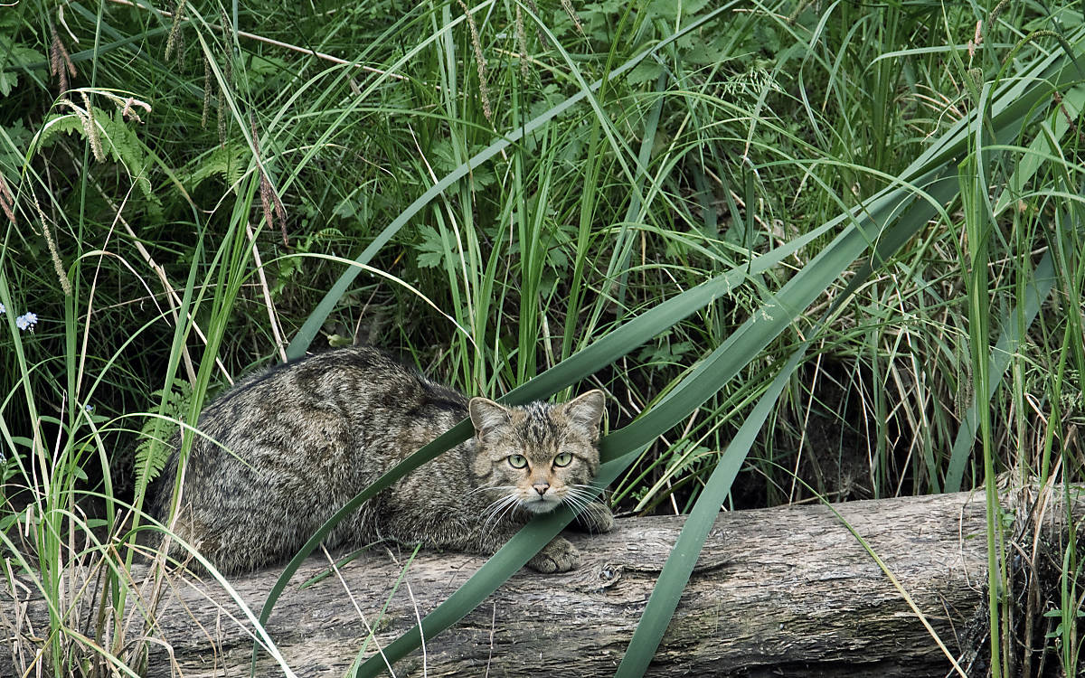 Wildkatze