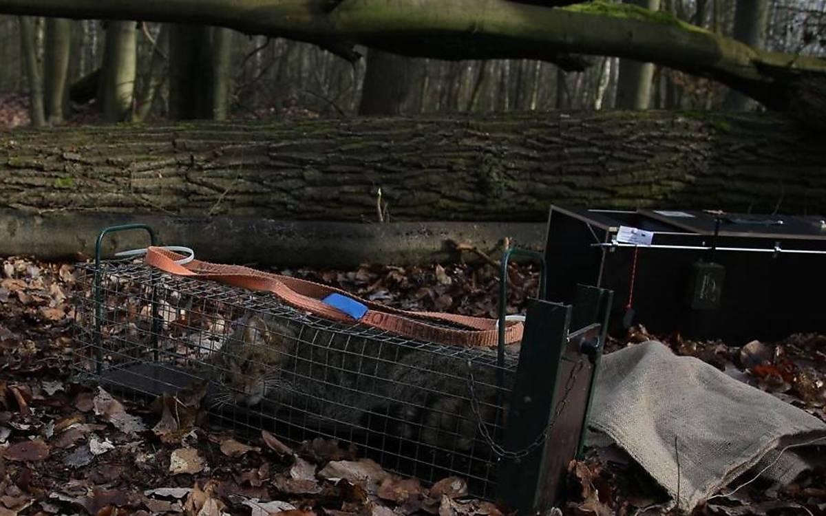 Eine Wildkatze wurde gefangen und von der Falle in einen speziellen Behandlungskäfig überführt, in dem ein Narkosemittel verabreicht wird.