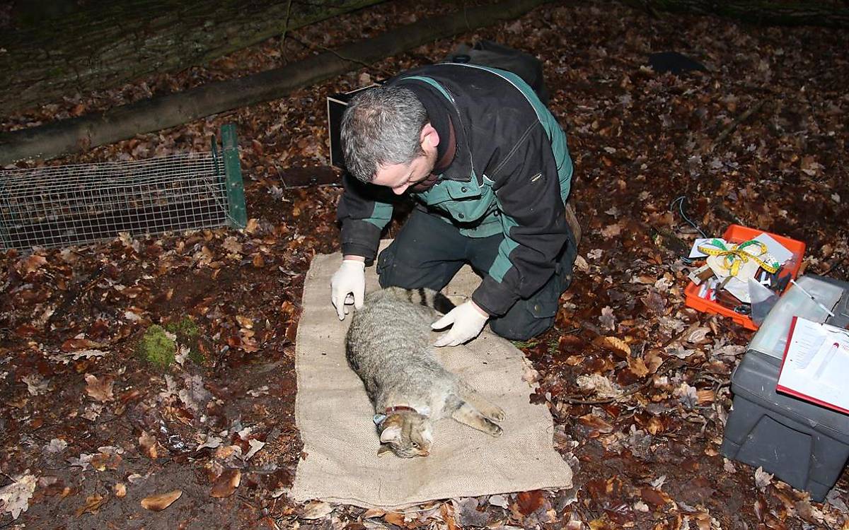 Während der kurzen Narkose passt Wildbiologe Malte Götz das Senderhalsband an.