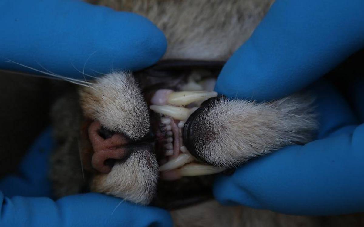 Der Zustand der Zähne gibt Hinweise auf das Alter der gefangenen Wildkatze