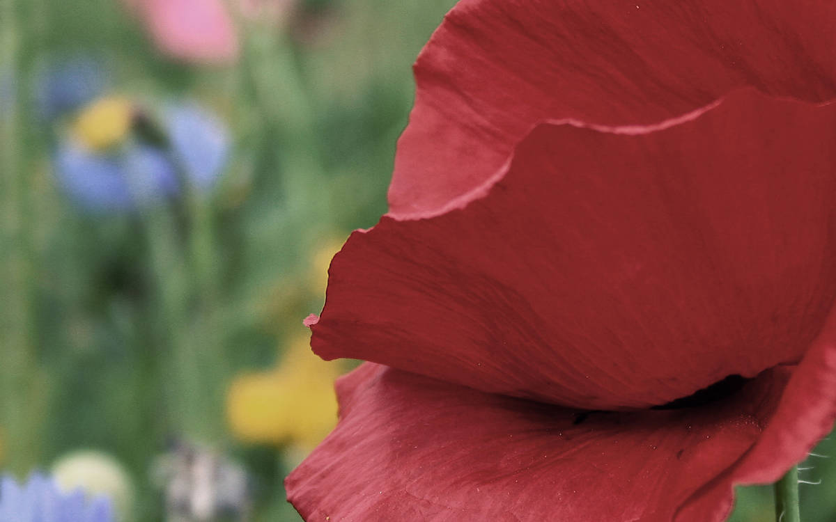 Mohn am Wegesrand