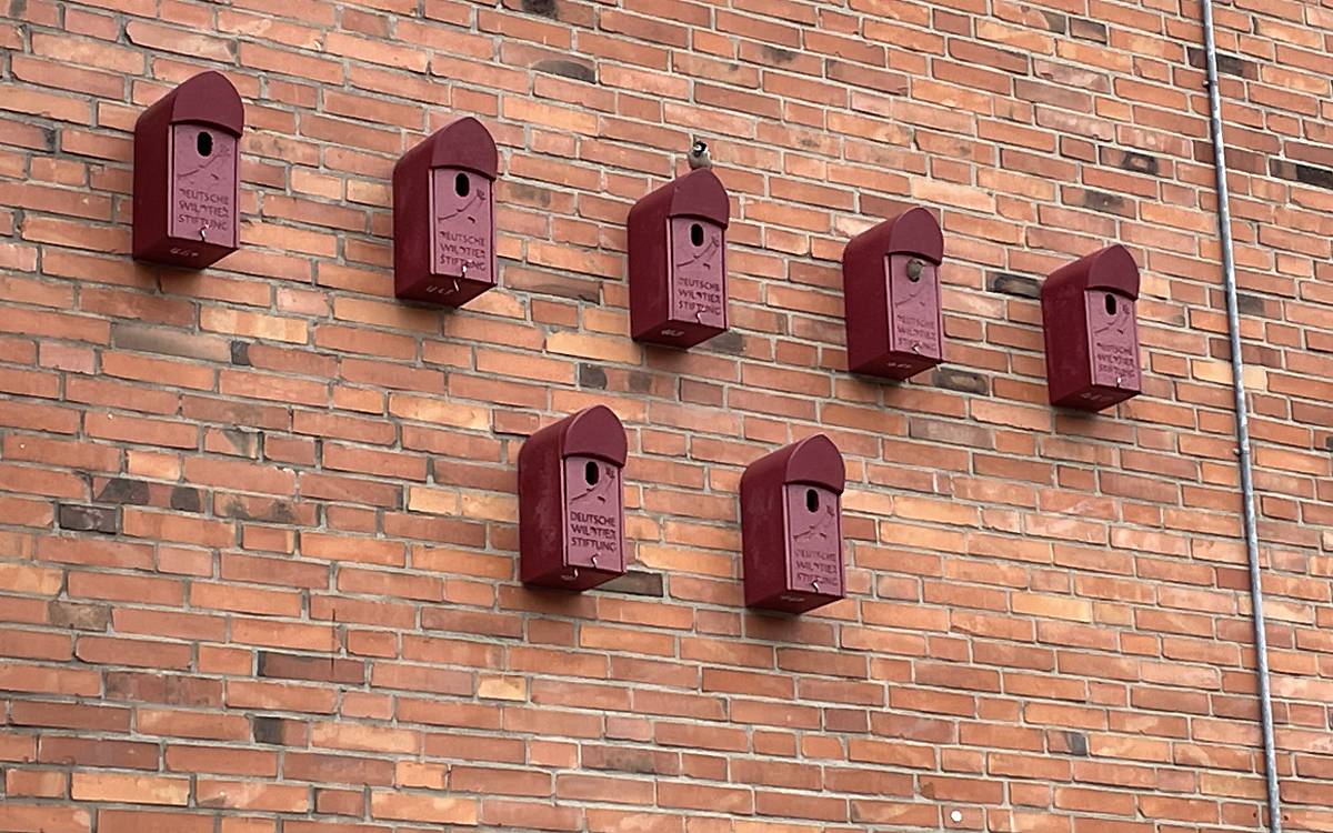 Neue Brutplätze für die Spatzen an der Schule Grumbrechtstraße