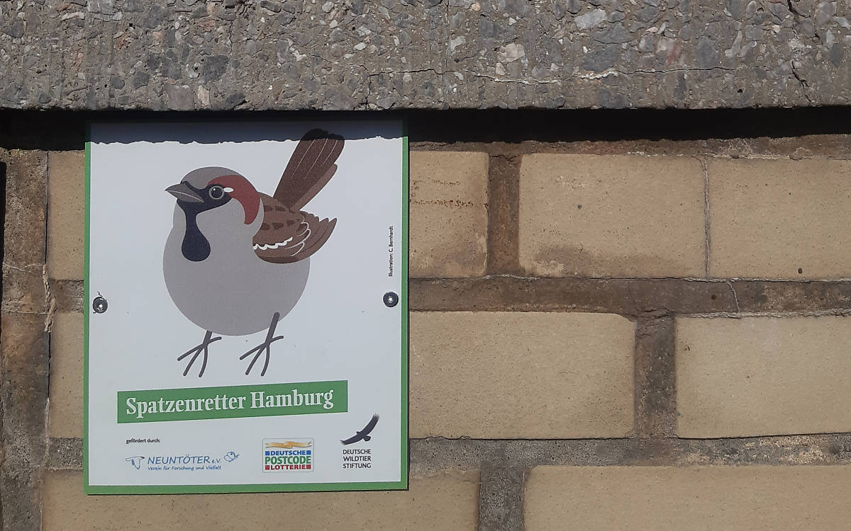 Die Projektteilnehmenden erhalten von uns die Plakette „Spatzenretter Hamburg“ (Foto: Neuntöter e. V. / Simon Hinrichs)