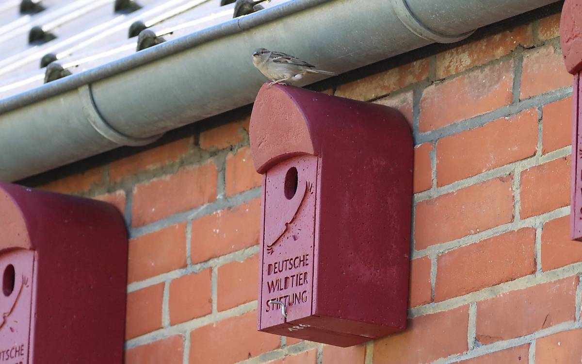 Die Nistkästen werden von den Spatzen gut angenommen. Ein Spatzenweibchen erkundet ihren neuen Nistplatz.