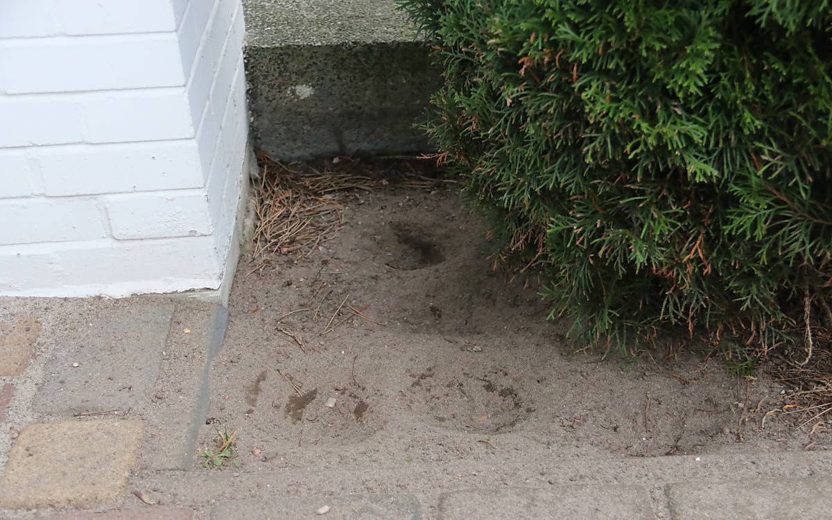 Typischer Sandbadeplatz von Spatzen