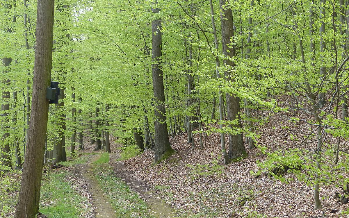 In einem Waldgebiet bei Plön wurden künstliche Höhlen in Form von Kästen installiert. Die Weibchen des Großen Abendseglers bilden hier Wochenstuben und nutzen das Kastenrevier als Aufzuchtstätte ihrer Jungen.