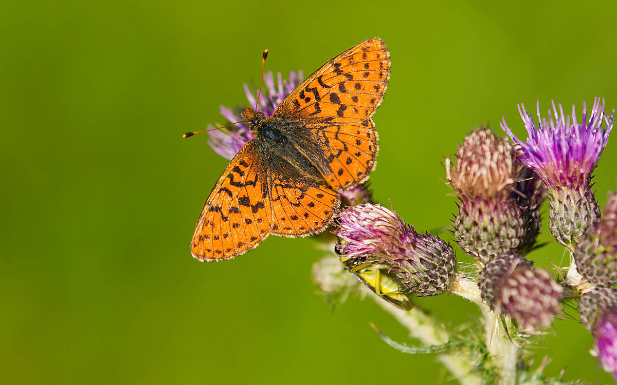 Der Hochmoor-Perlmuttfalter (Boloria aquilonaris) ist auf die Moosbeere als Futterpflanze angewiesen, die nur in sauren, nährstoffarmen Mooren wächst.