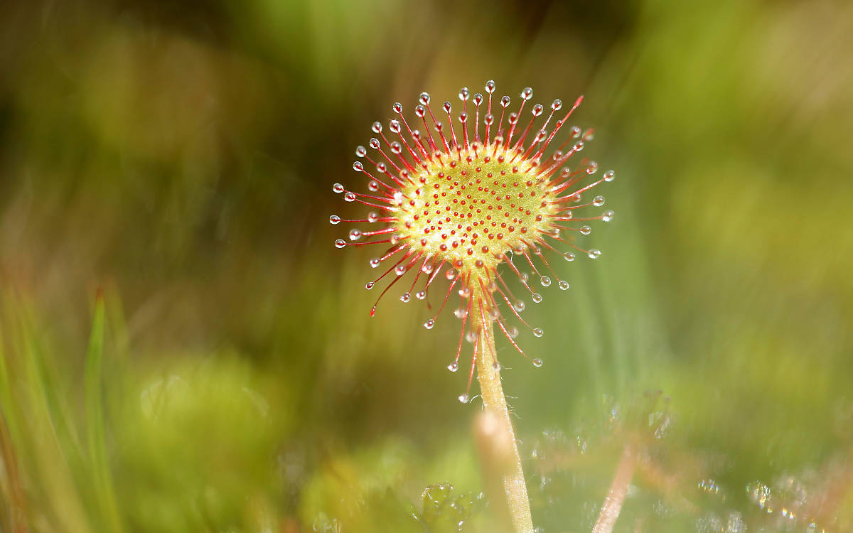 Rundblättriger Sonnentau (Drosera rotundifolia) in einem Sumpfgebiet