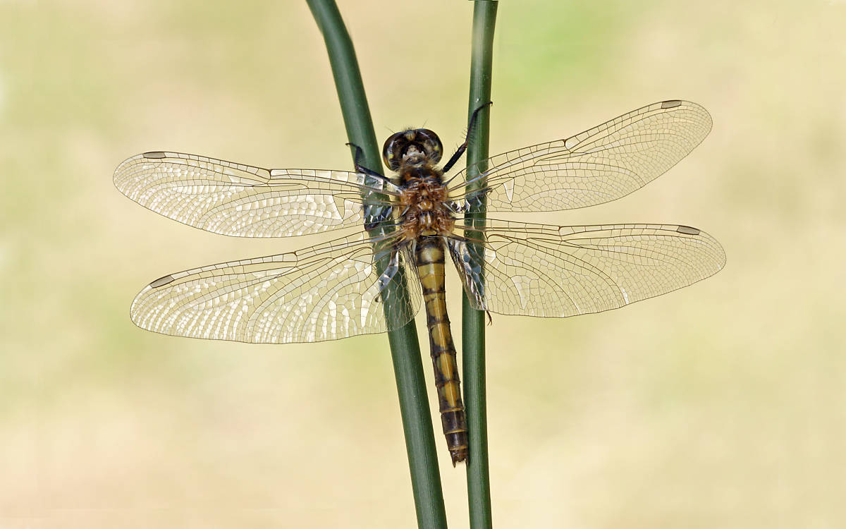 Nordische Moosjungfer (leucorrhinia rubicunda) ist eine der fünf in Mitteleuropa beheimateten Moosjungfernarten - Fotograf: Andreas Hein