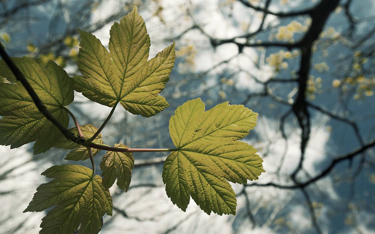 Blätter des Bergahorn (Acer pseudoplatanus)