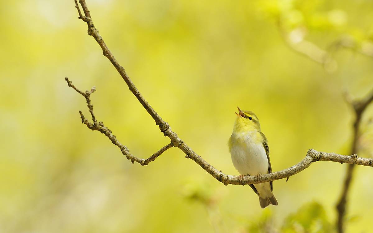 Waldlaubsänger (Phylloscopus sibilatrix)