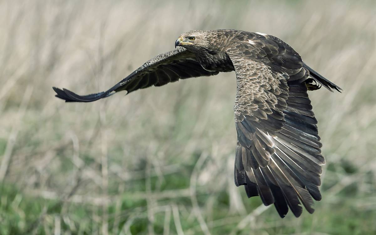 Schreiadler (Clanga pomarina) im Flug