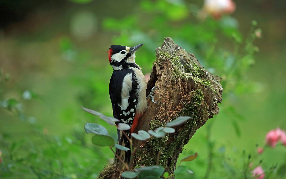 Buntspecht (Dendrocopos major)