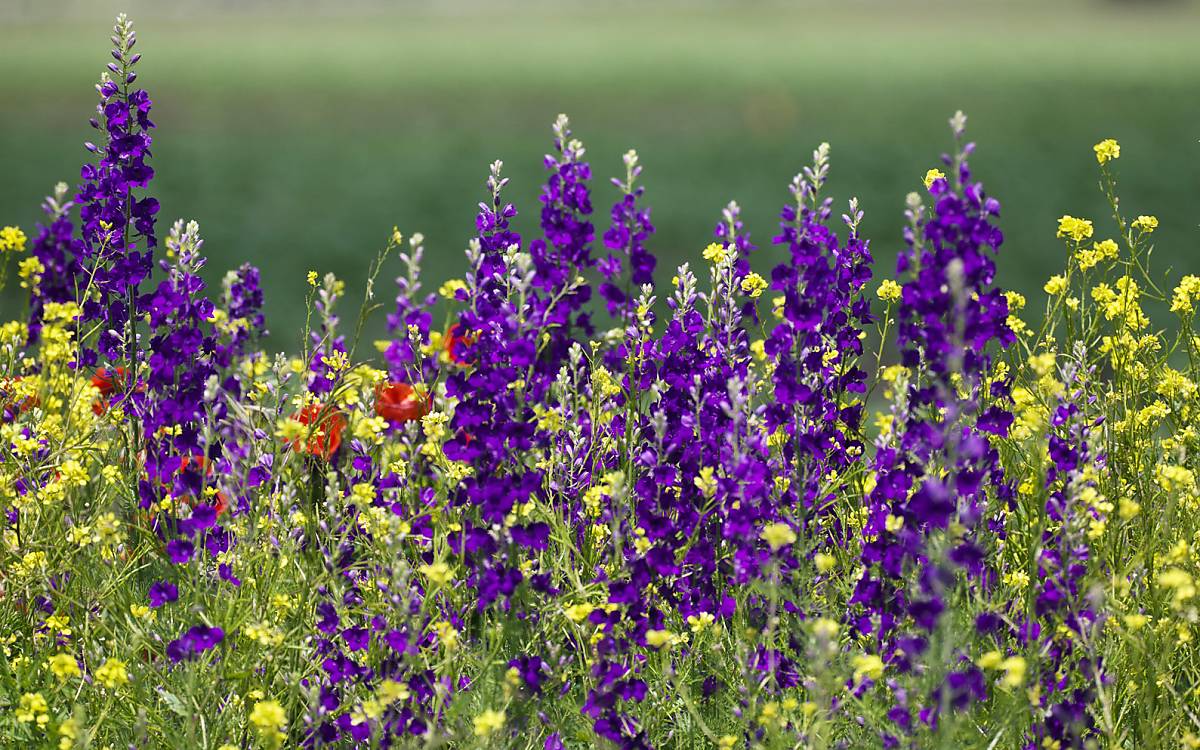 Der Feldrittersporn (Consolida regalis) blüht zwischen Juni und September. Hauptsächlich Hummeln erreichen mit ihren langen Rüsseln den Nektar, der sich im Sporn der Blüte befindet. Foto: ImageBroker/ Konrad Wothe