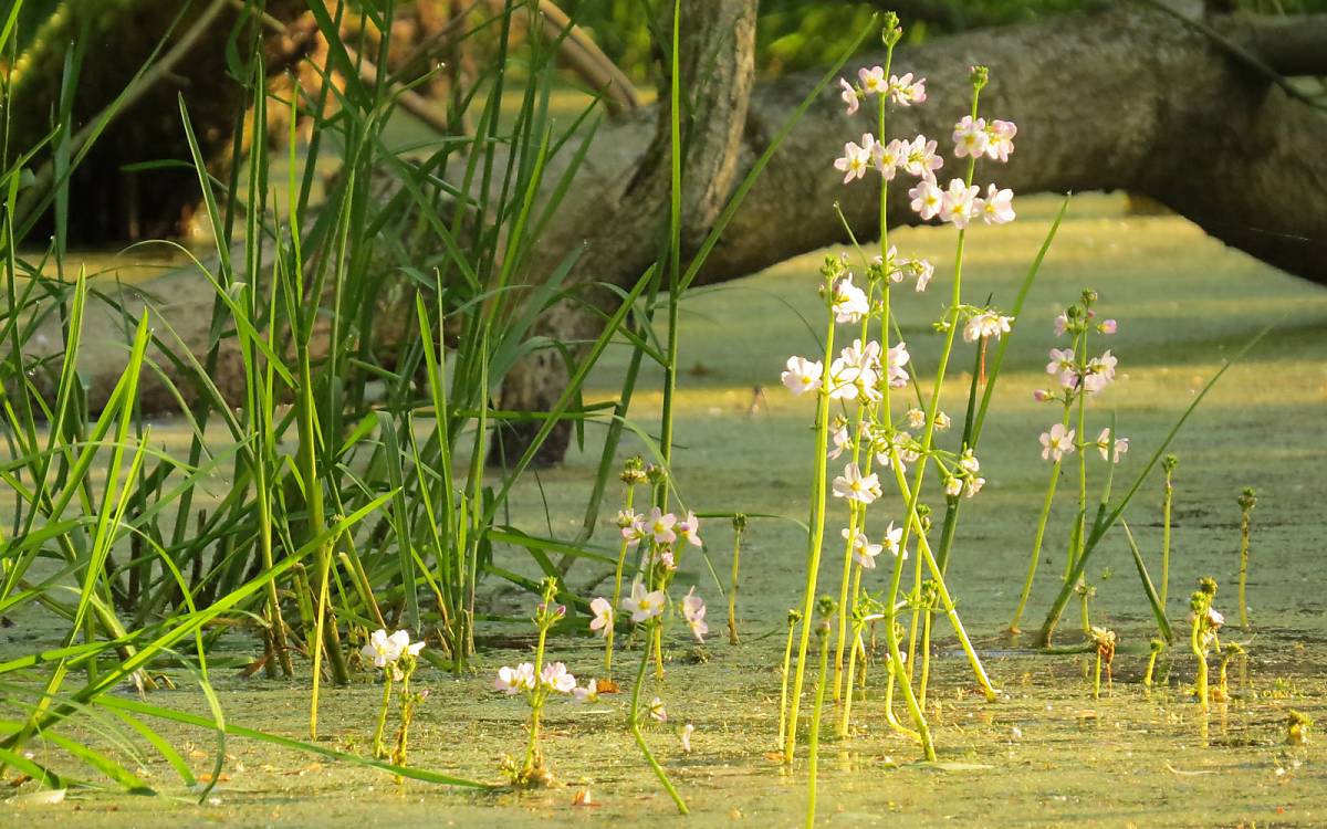 Die stark zerteilten Blätter der Wasserfeder (Hottonia palustris) dienen zur Oberflächenvergrößerung und damit zur besseren Aufnahme von Nährsalzen sowie Sauerstoff und Kohlendioxid. Foto: Elisabeth Haseloff