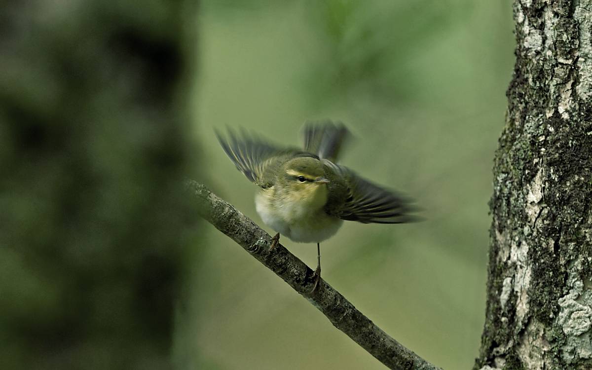 Waldlaubsänger (Phylloscopus sibilatrix)