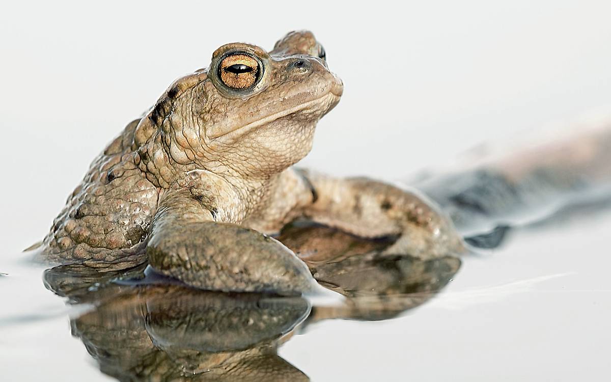 Erdkröte (Bufo bufo)